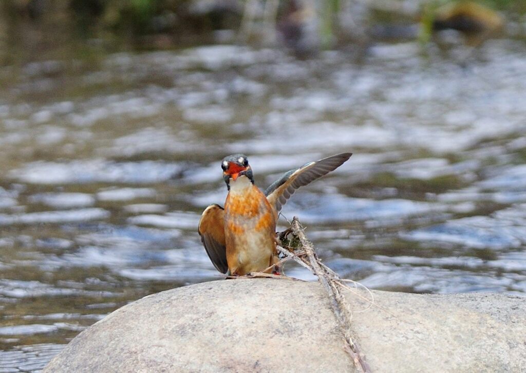 新年あけましておめでとうございます。