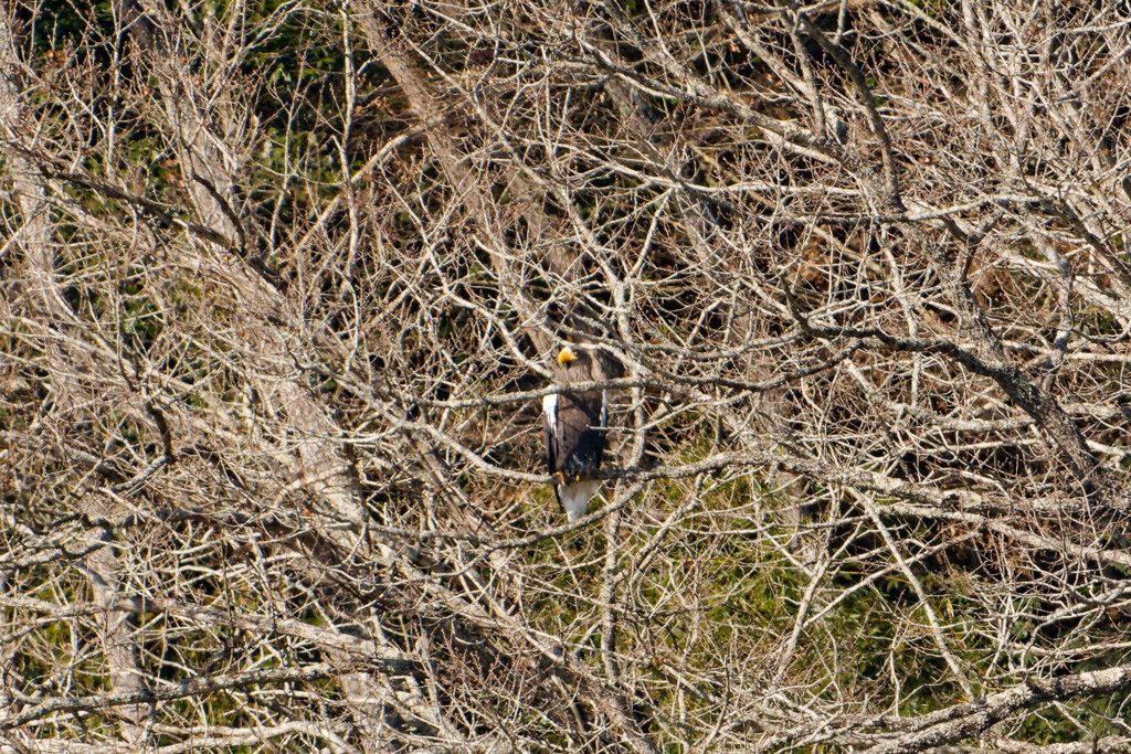 今年も来ました！