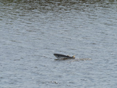 プロキャプチャー　８