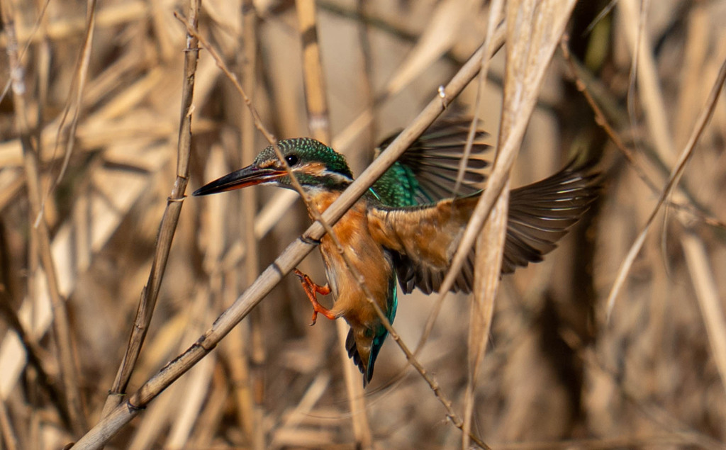 運も必要かもｗ