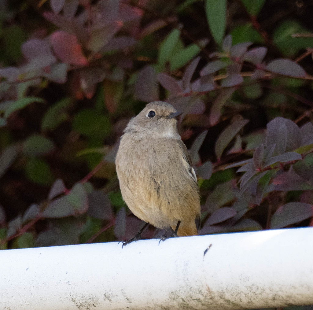 本命には、、、