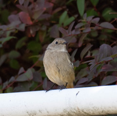 本命には、、、