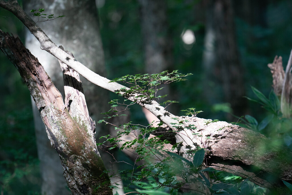 ふぉとぐらふぁー・・・モドキｗｗｗ