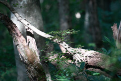 ふぉとぐらふぁー・・・モドキｗｗｗ