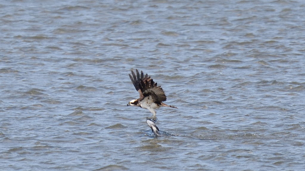 引き上げ・・・