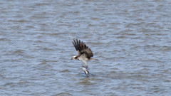 引き上げ・・・