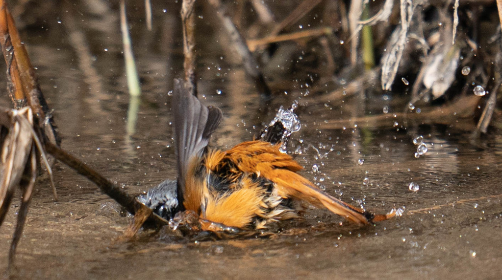 豪快な水浴びｗ