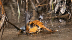 豪快な水浴びｗ