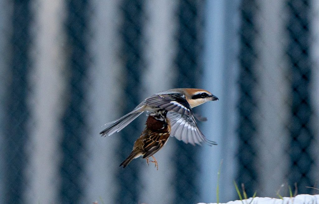 スズメのようです。