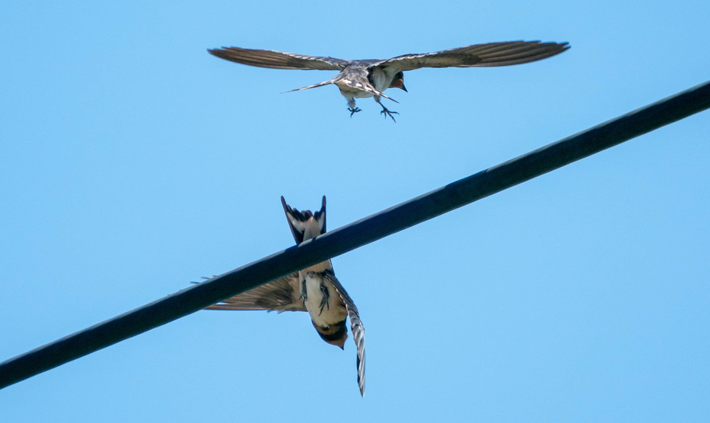 未遂。。ｗｗｗｗ