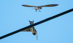 未遂。。ｗｗｗｗ