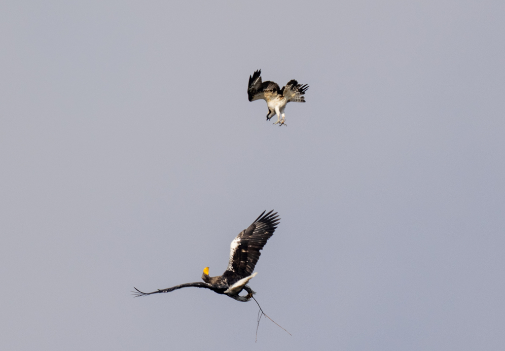 怒りが頂点のミサゴ