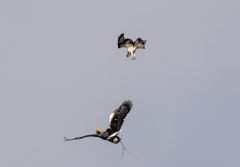 怒りが頂点のミサゴ