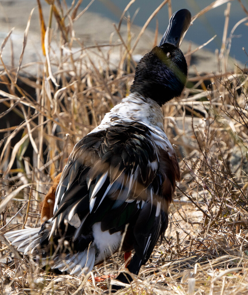 見たことない鴨？？？