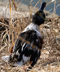 見たことない鴨？？？