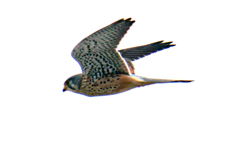 無理矢理、現像。。