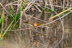 水絡みを・・・