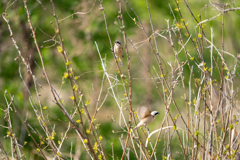スズメもどきｗｗ