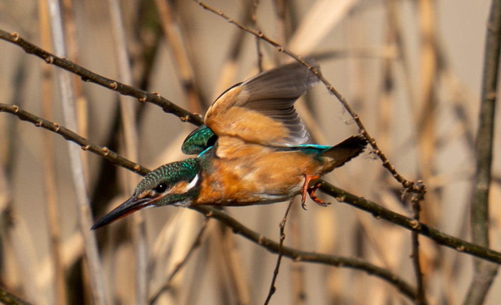 タイミングさえ合えば・・