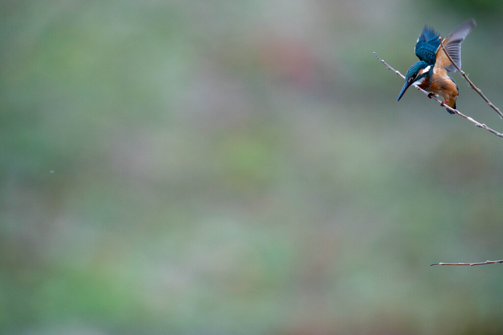 飛び出し待機から