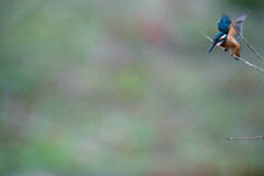 飛び出し待機から