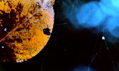 葉っぱと蜘蛛の巣