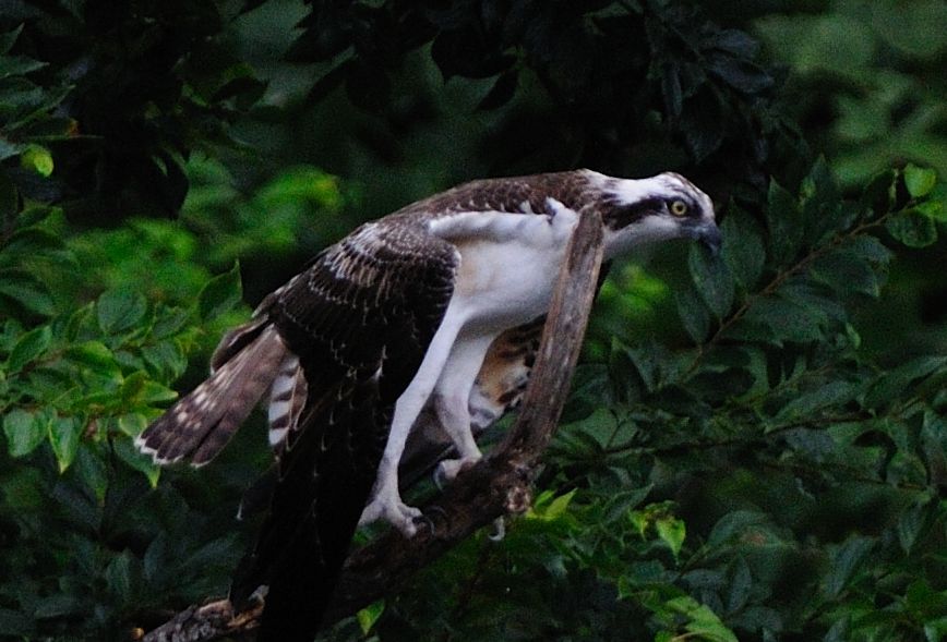 あ、、、し・・・