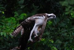 あ、、、し・・・