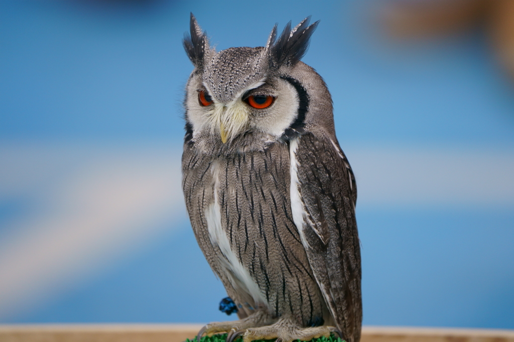 フクロウ・・・