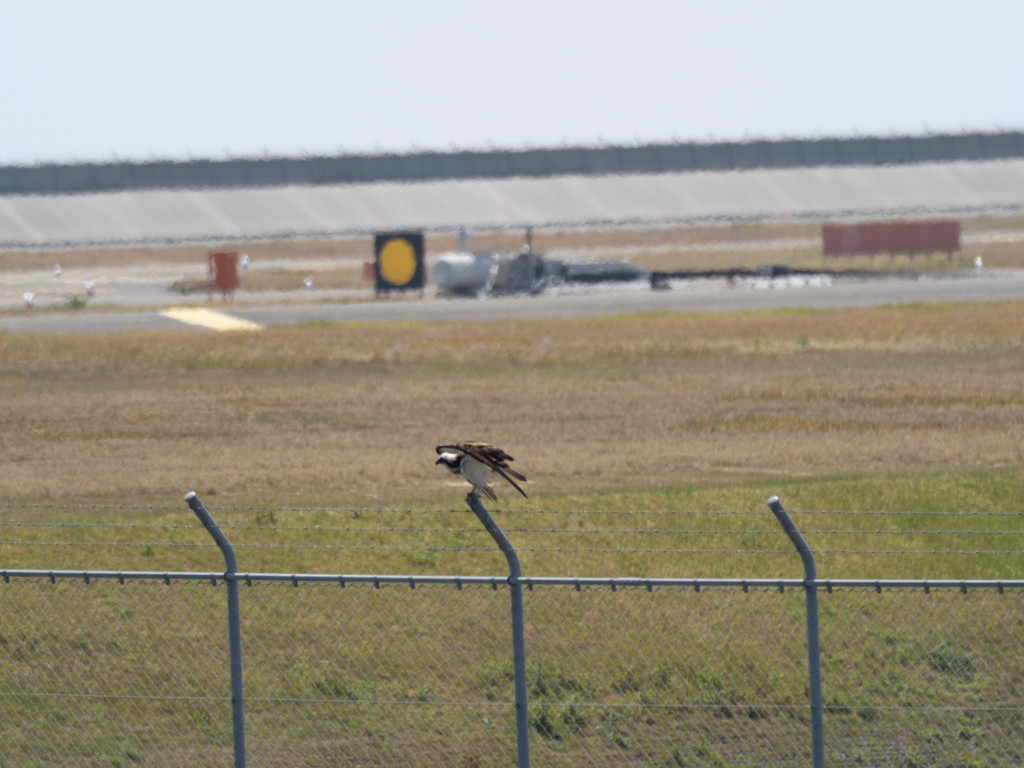 プロキャプチャー　４