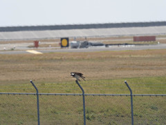 プロキャプチャー　４