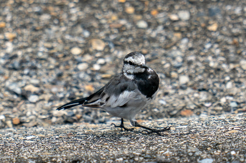 艦載機・・・・