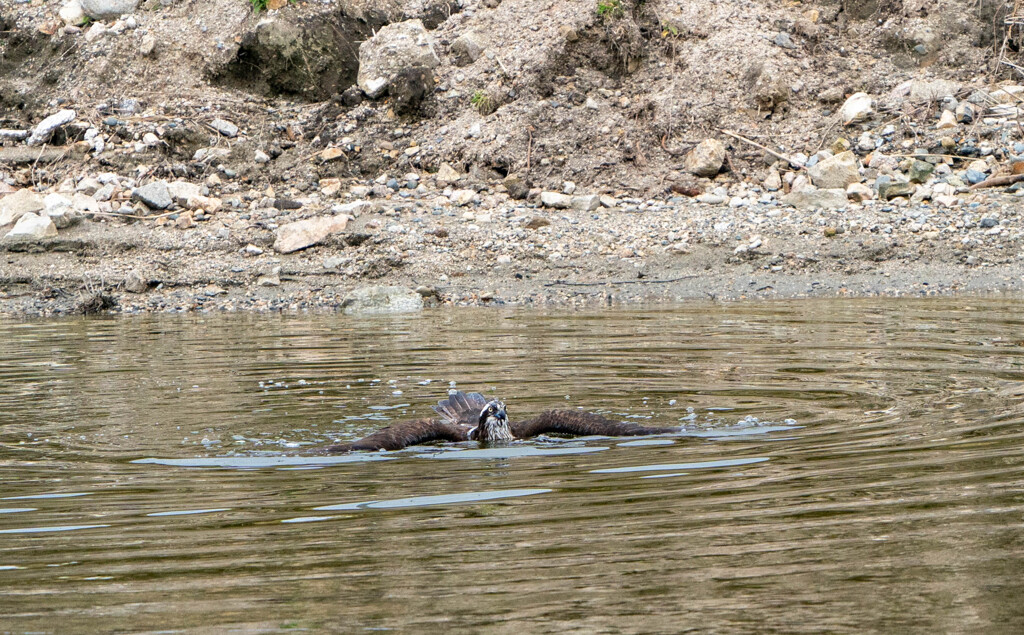 上がらないのか？？