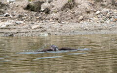 上がらないのか？？