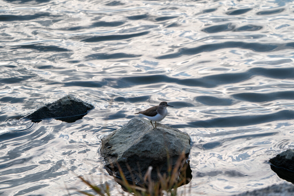 シギ？？？？かにゃ(;^_^A