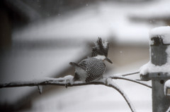 マタキタ！！！