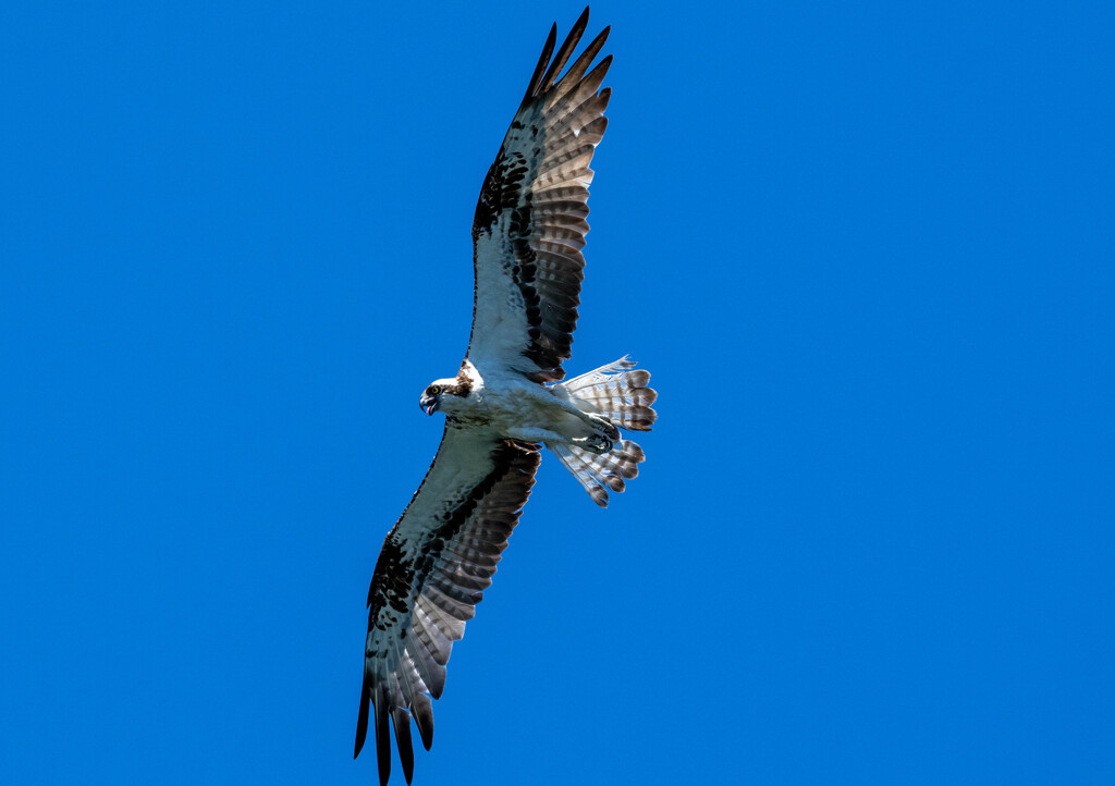 やっとれんぞぉぉ