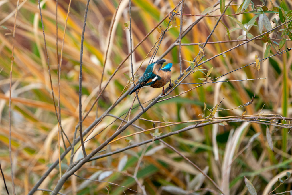 機械任せの・・・