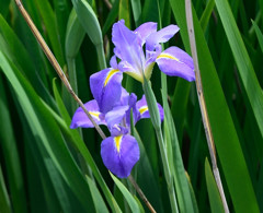 菖蒲？？？