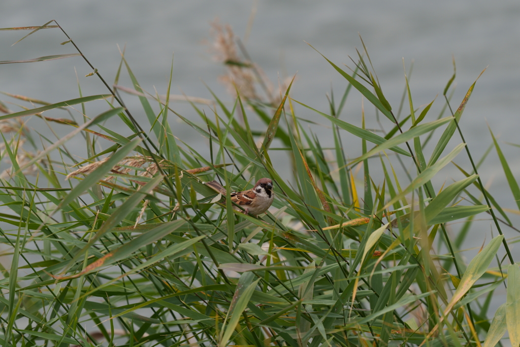 瞳ＡＦドンずば・・