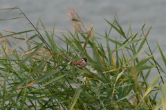 瞳ＡＦドンずば・・