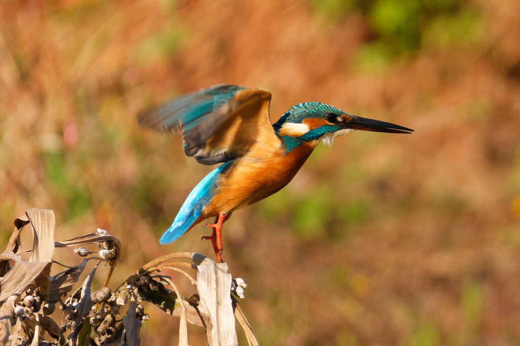 水絡みが撮りたい。。。