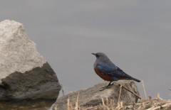 お決まりですが‥‥ｗｗ