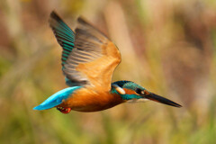 水絡みが撮りたい。。。