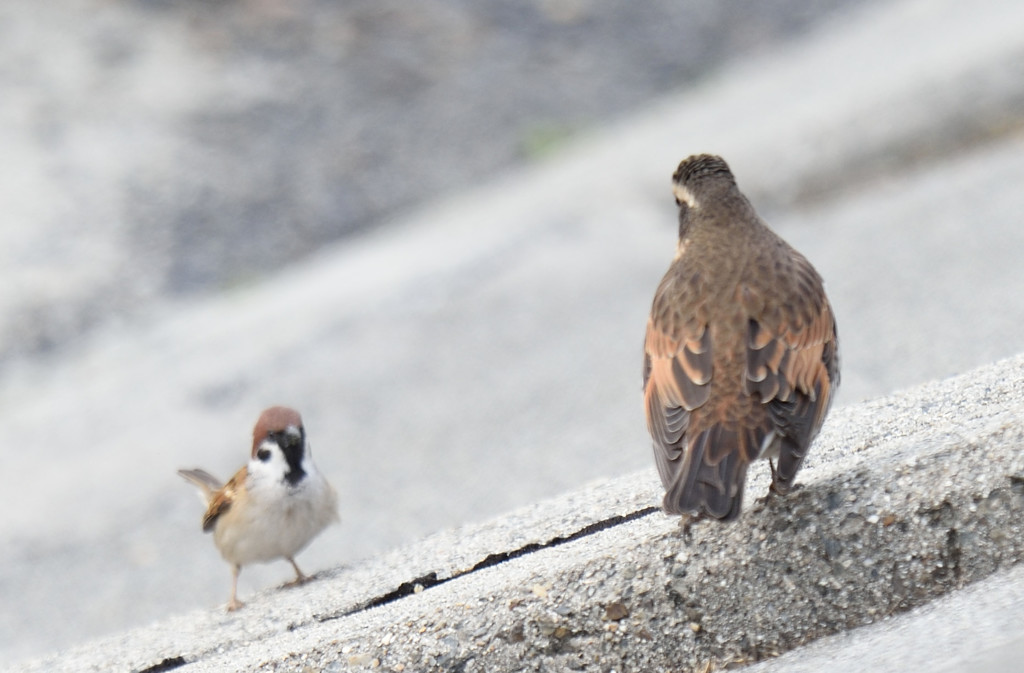 スズメｖｓほにゃららｗｗｗ