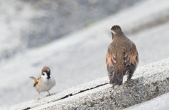 スズメｖｓほにゃららｗｗｗ