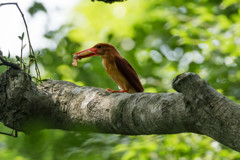 ASB