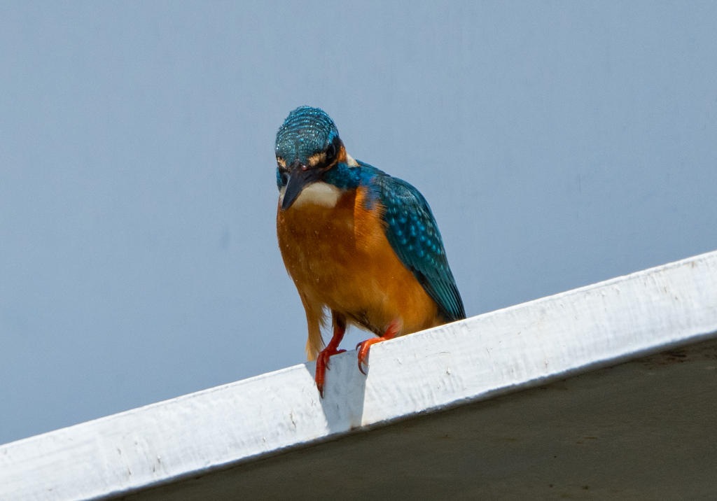 猛禽・・・っぽい眼力