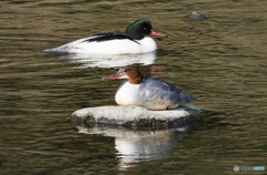 ブツブツ・・・