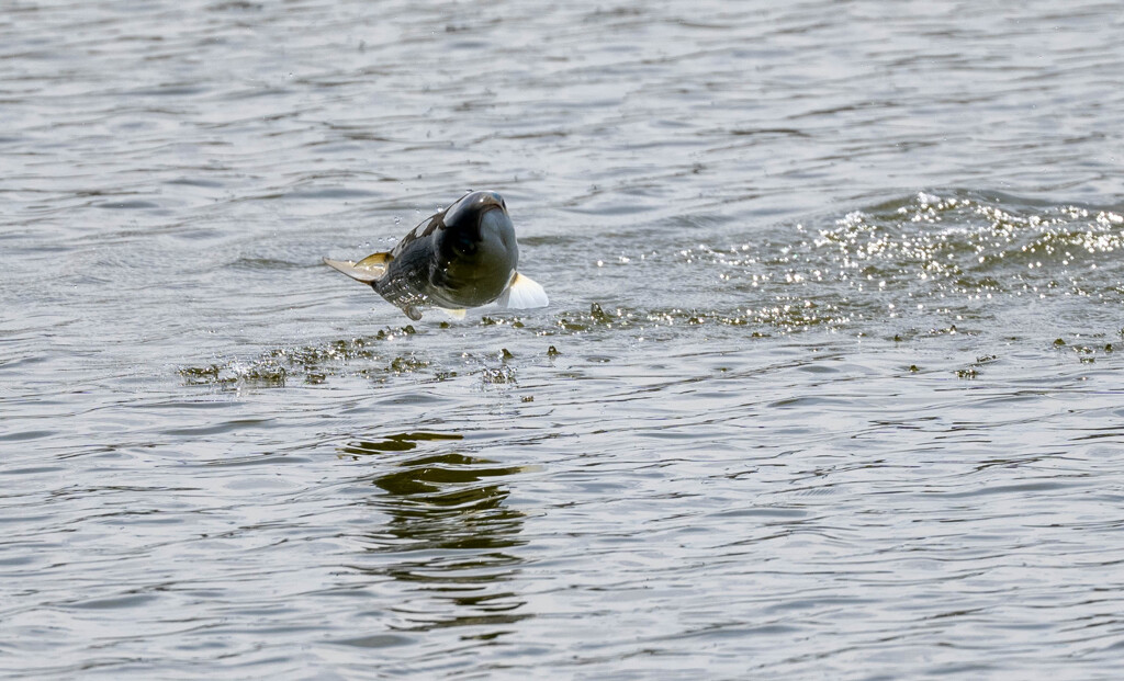 ボラチャレンジ